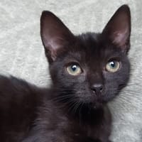 Balancelle, chatte à adopter