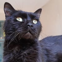 Miip, chat à adopter