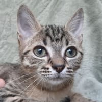 Billard, chat à adopter