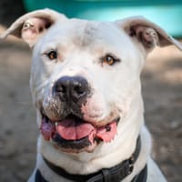 Saiko, chien à adopter