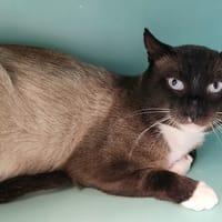 VIGOR QCT, chat à adopter