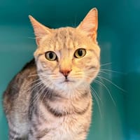 ARTHUR, chat à adopter