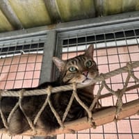 GUIZMO, chat à adopter