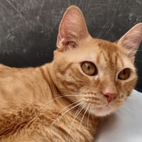 Garfield, chat à adopter