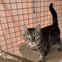 MINETTE  (Tigré), chatte à adopter
