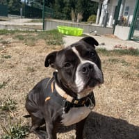 KIKI QCN, chien à adopter