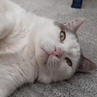 Mouchou, chat à adopter