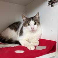TINOU, chat à adopter