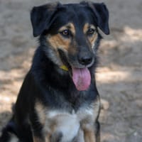 Youri, chien à adopter