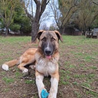 Phoenix, chien à adopter