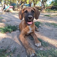 Lailo, chien à adopter