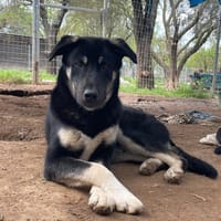Sparky, chien à adopter