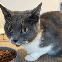 Helen, female cat to adopt