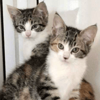 Haley & Holly, female cat to adopt