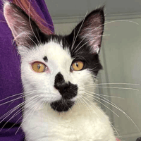 Spot, cat to adopt