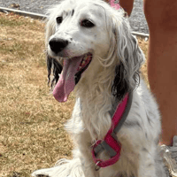 Dotty, female dog to adopt