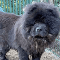 Yin & Yang, female dog to adopt