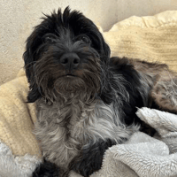 Luna, female dog to adopt