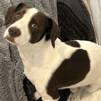 Coco Bongo, dog to adopt