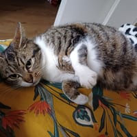 tigra, chatte à adopter