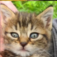 anarchie, chatte à adopter