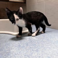 SPLIT, chat à adopter