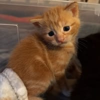 boston, chat à adopter