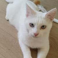 Adamo, chat à adopter