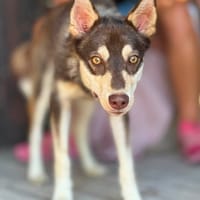 MOROZ (Maria), chien à adopter