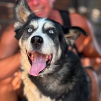IRINA (Maria), chienne à adopter