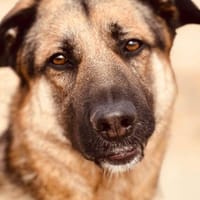 RONY (Maria), chien à adopter
