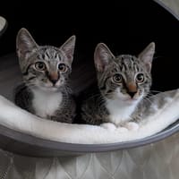 Hieper en Pieper, katers ter adoptie