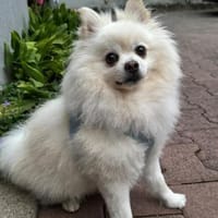 Milow -Aufgeweckter Zwergspitz, Hund zur Adoption