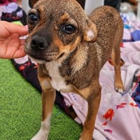 Elena - kleine süße Stupsnase, Hündin zur Adoption