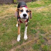 Neo - einfach wundervoll, Hund zur Adoption