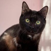 Persephone - Drei Pfötchen, ganz viel Herz, Katze zur Adoption