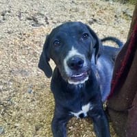 Gatsby💕wartet in 23936 Grieben, Hund zur Adoption