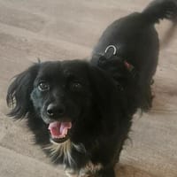 Bessie  - die Beste, Hündin zur Adoption