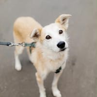 Chip sucht sein Zuhause, Hund zur Adoption