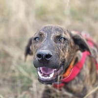 Bobby Bob  kleiner Spielzeugfan sucht sein Zuhause, Hund zur Adoption