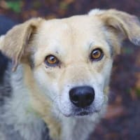HILDE 2 ist super lieb und verträglich, Hündin zur Adoption