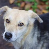 HILDE 2 ist super lieb und verträglich, Hündin zur Adoption
