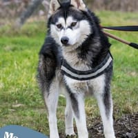 Magnus - freundlich, etwas schüchtern, Hund zur Adoption