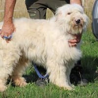 Rohin - zutraulicher Wuschelrüde, Hund zur Adoption