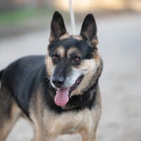 Roni-Treuer Senior mit großem Herzen wartet auf sein Happy E, Hund zur Adoption