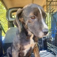 Loxley💕wartet auf seine Familie in 23936 Grieben, Hund zur Adoption