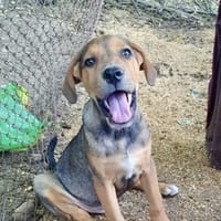 Ronan💕 sucht ein liebevolles Zuhause, Hund zur Adoption