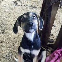 Nia💕wartet in 23936 Grieben, Hündin zur Adoption