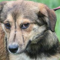Finjo - kinderlieb u. verspielt, Hund zur Adoption