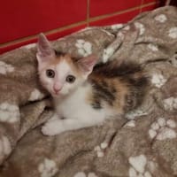 Calypso sucht ein liebevolles Zuhause, Katze zur Adoption